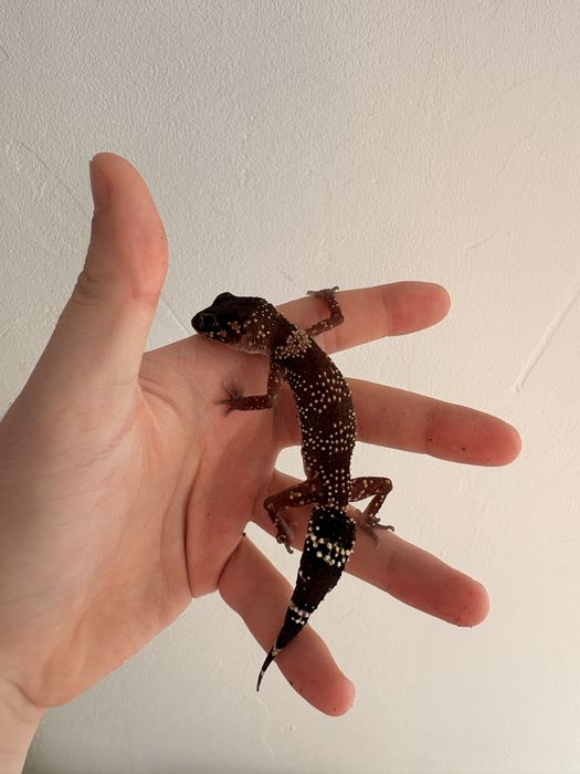 vand gecko, soparla, insecte, etc