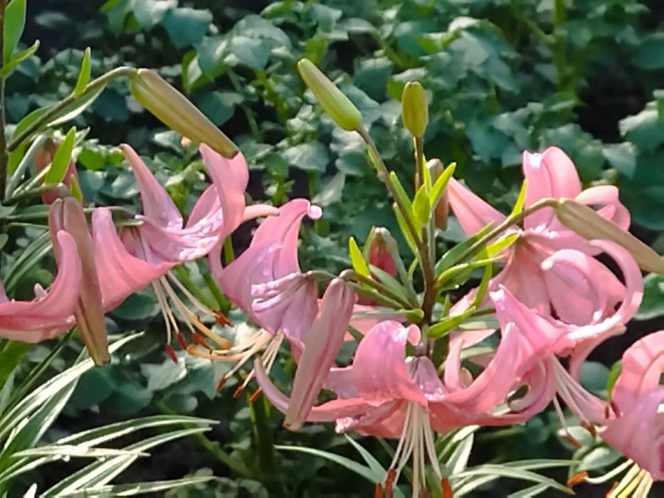 Продам корни лилий