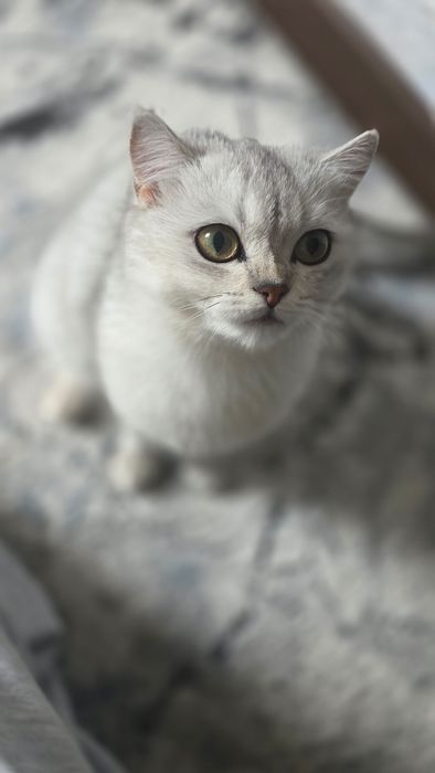 Продается кошечка