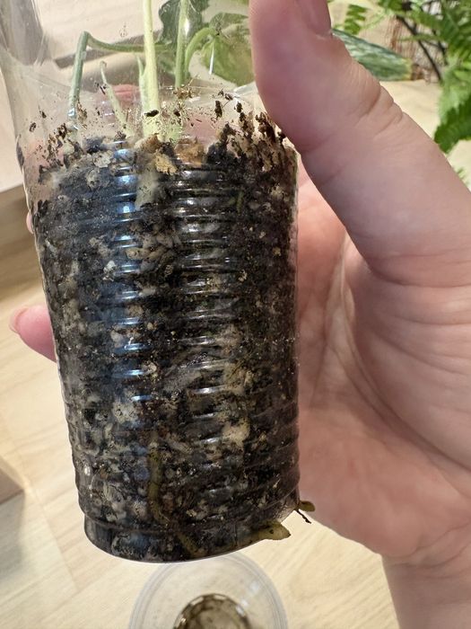 Эпипремнум Pinnatum Variegata (Пиннатум Вариегата)