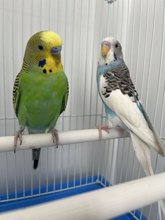 Попугай волнистые