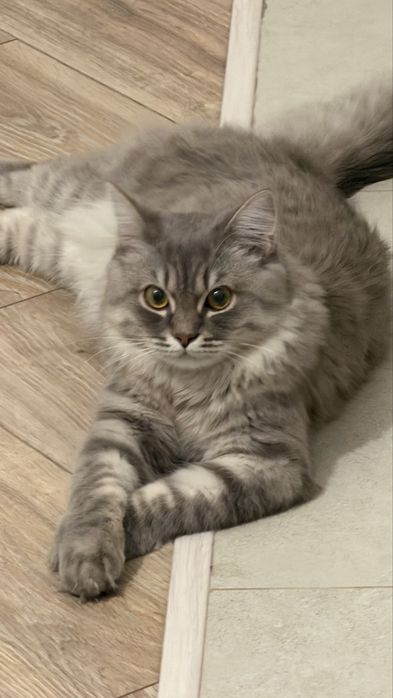 Отдам кошку в добрые руки
