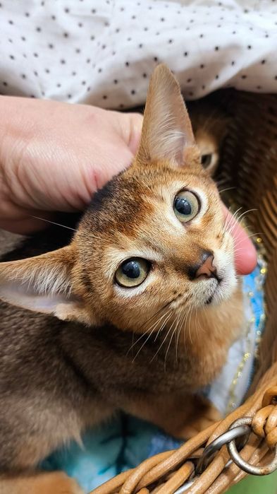 АБИССИНСКИЕ.. !! ЧУДО котята !