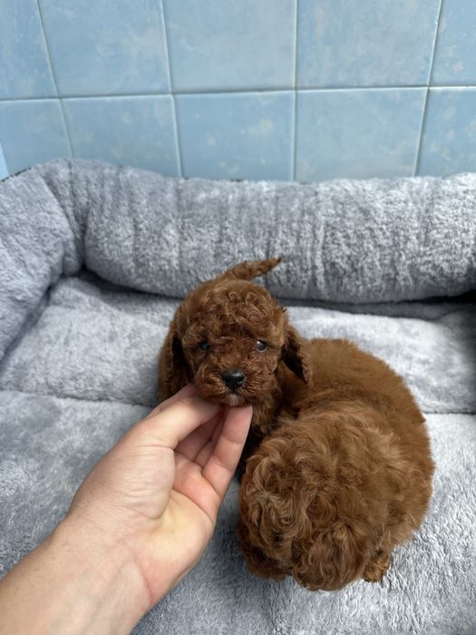 Poodle Toy/Пудел Той