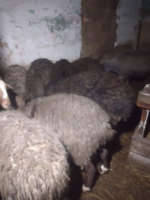 Продам баранов с ягнятами.