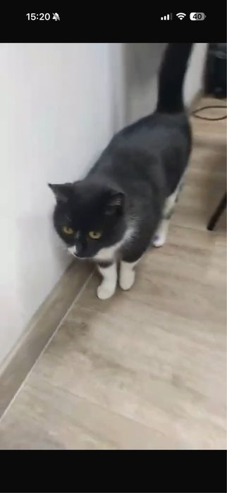 Молоденькая кошечка в добрые ручки