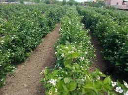 Material saditor: butasi mur si zmeur