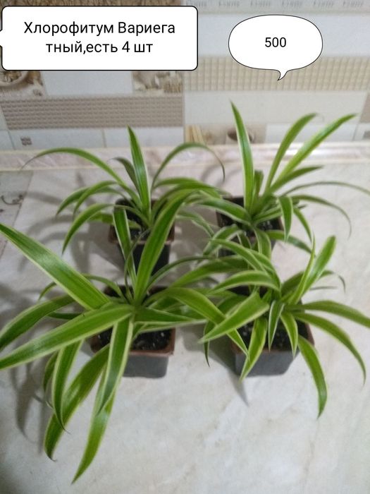 Сансевиерия, Хлорофитум