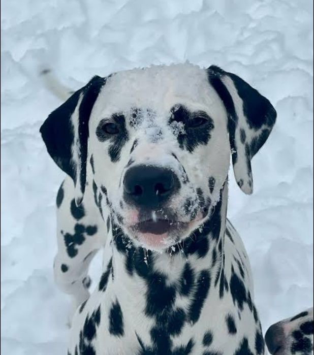 Вязка, ищем жениха долматина