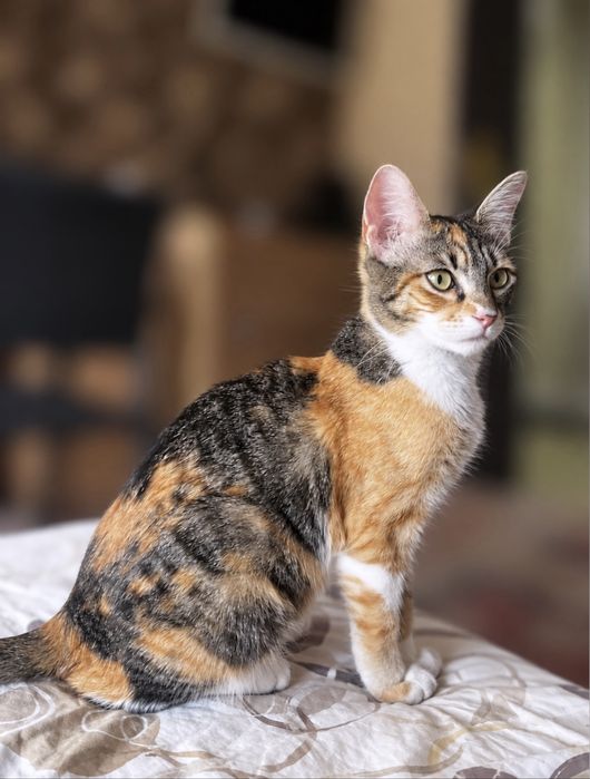 Подарявам котенце