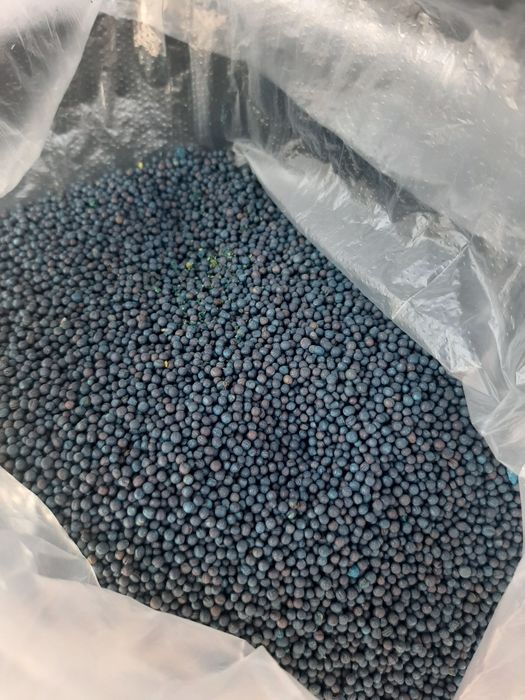 Продам гибрид рапса