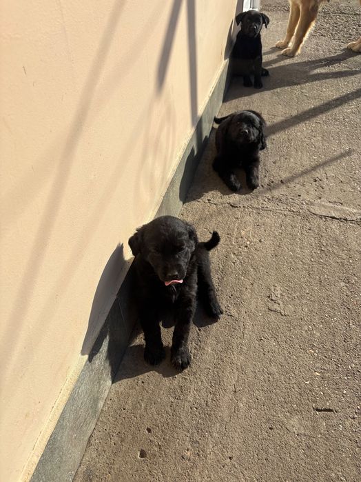 Подарявам кученца