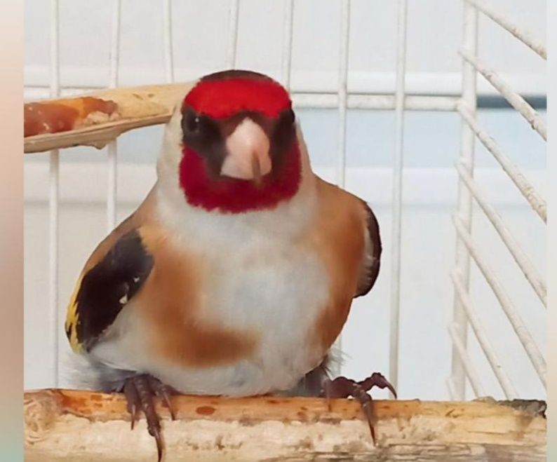 Продам щеглов чёрных