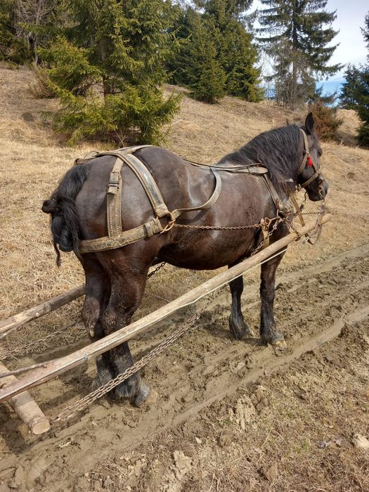 Iapă de vânzare!