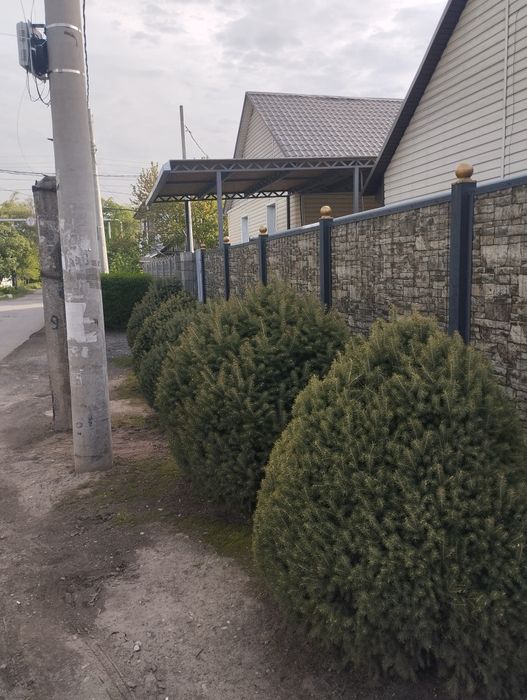 Ёлка,Ель, Туя, изгородь