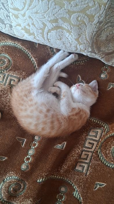 Потерялся котёнок