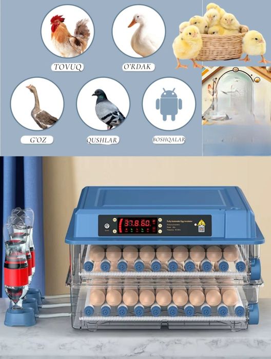 Avtomat inkubator