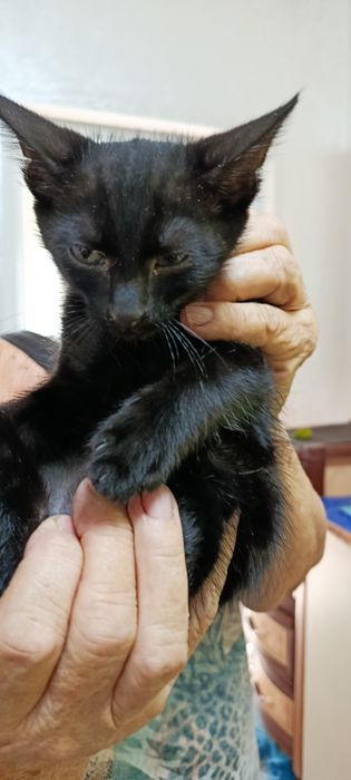 Котята в добрые руки. Ласковые. 2 мальчикам и 2 девочки