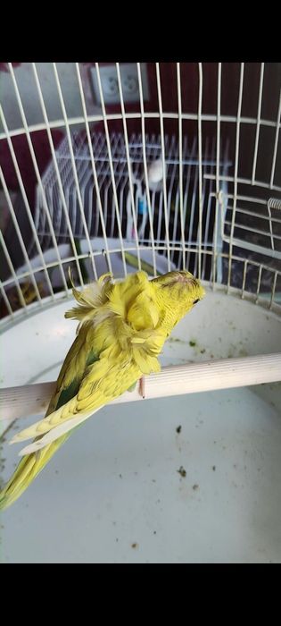 Babichka papugaylar sotiladi manzil Kogon shaxar