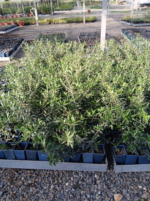 Зайтун кочати бор мева киледигони