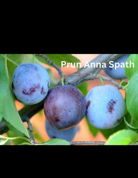 Pomi fructiferi disponibili