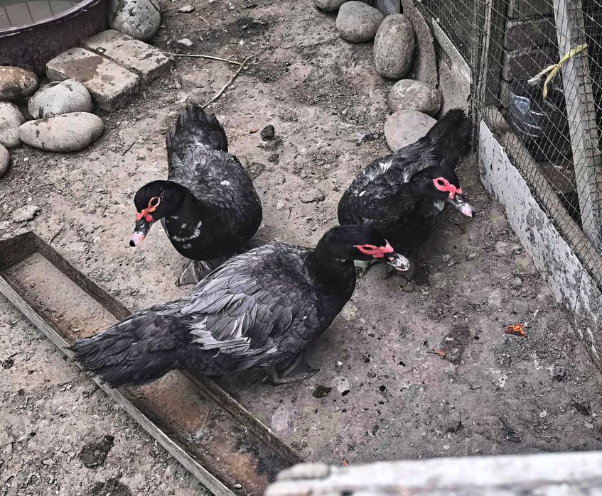 Германский индоутка СИНИЙ 1+3 оила