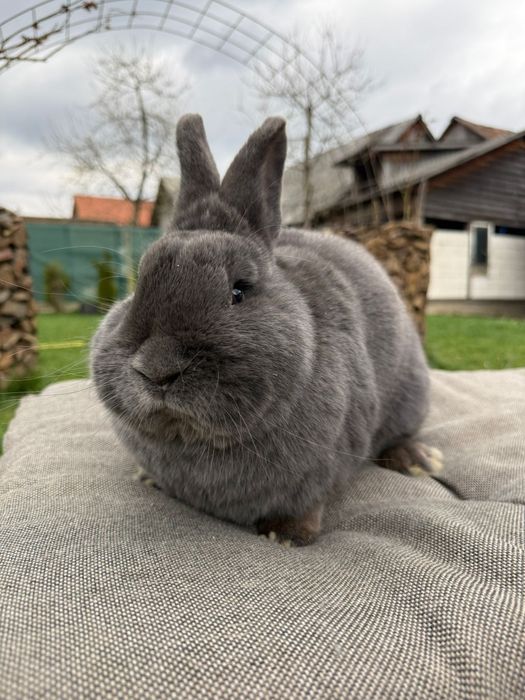 Iepuri albastru vienez