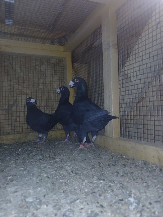 De vânzare, italieni stil vechi, ambii 2025