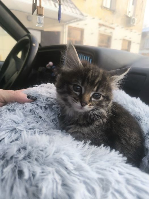 Отдадим даром котенка