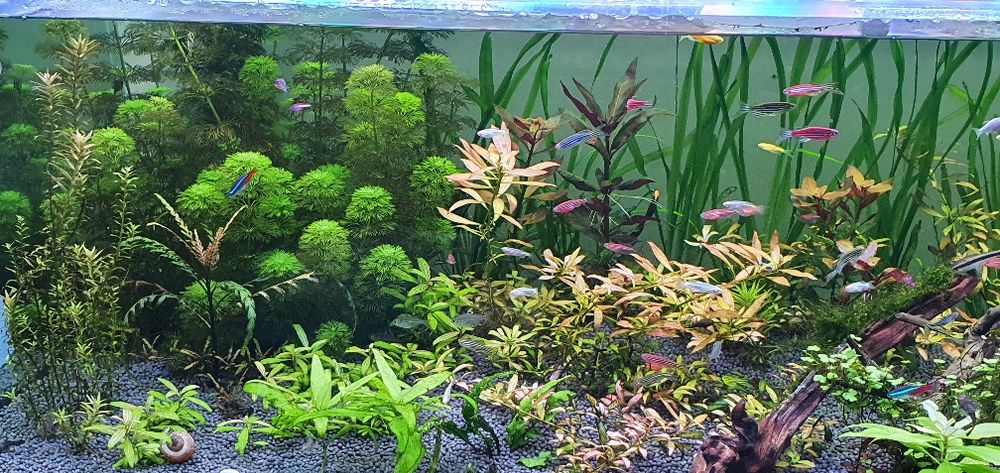 Акаариумные растение