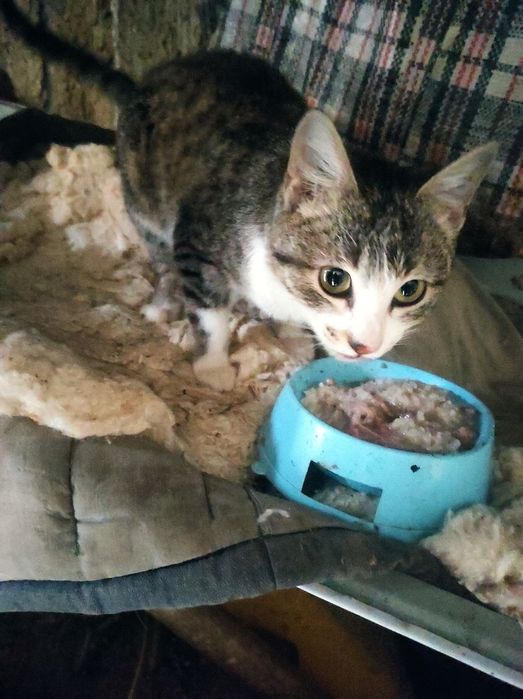 Пристройство животных