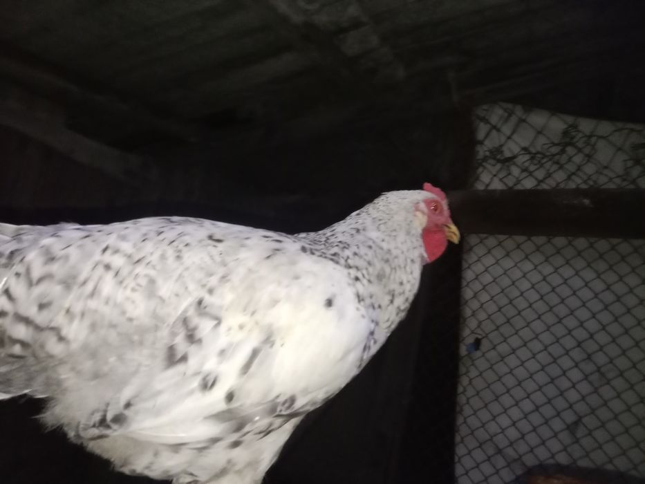 Продам петухов молодых