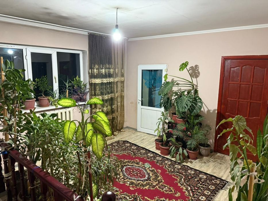 Продам комнатные цветы