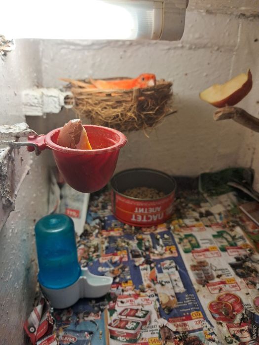 Продавам канарчета