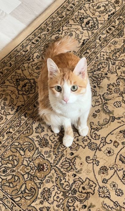 Mushuk beriladi bepulga