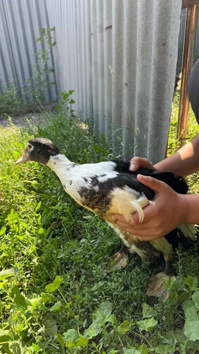 Продам утка срочно!2шт