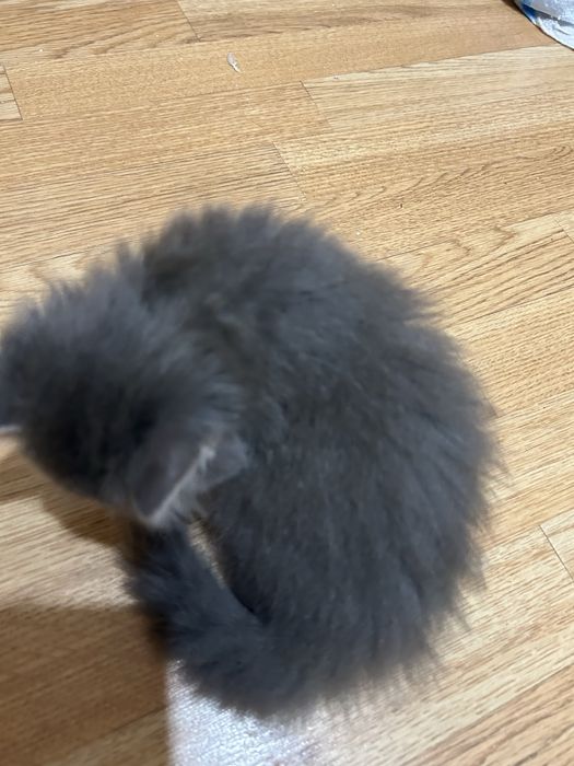 Продам котят Полу Британцев