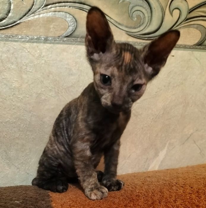 Продам котят Донского Сфинкса, Браш.