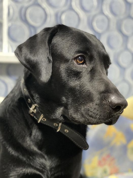 Лабрадор «Наруто» ищет своего хозяина