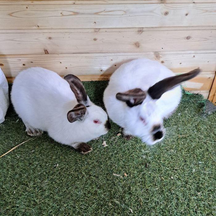 Vand iepuri  Uriaș de Transilvania