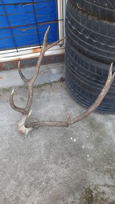 Еленски рога. Трофей