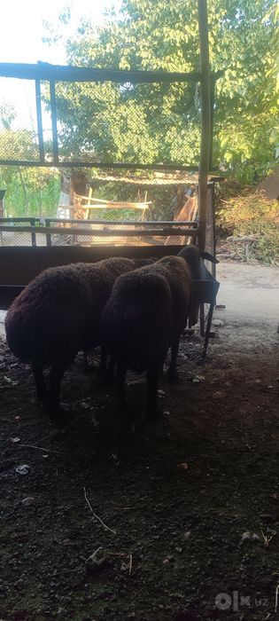 2 egizchi qoy 2 oylik boğoz va 2 ta 2 qoringa boğoz qoyla sotiladi