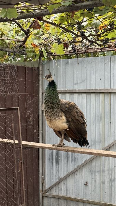 Vand paun sau pauni tineri pereche sau separat