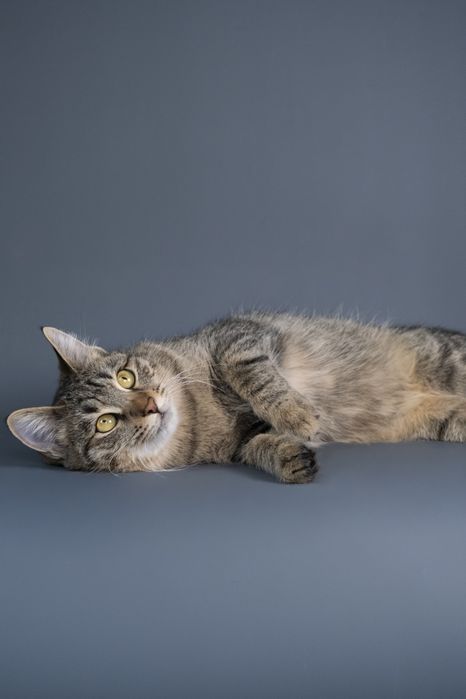 Кошечка Мыша ищет дом