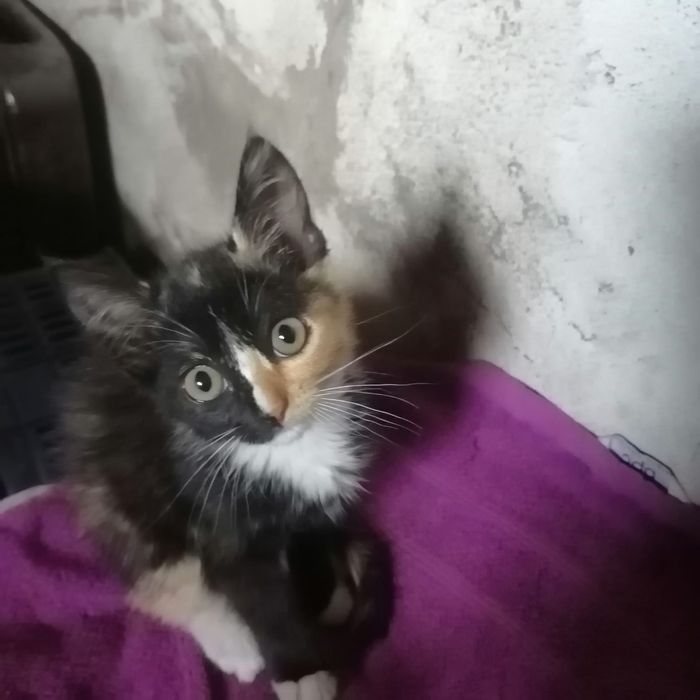 Котята ищут дом и любящих хозяев