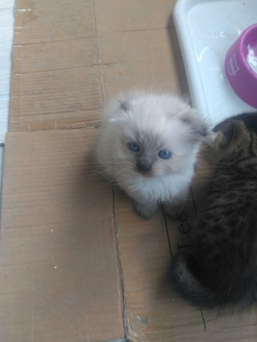 Вислоухие котята. Вислоухий котенок мальчик