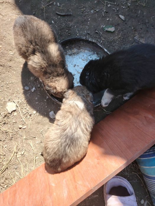 Отдам щенков в добрые руки. Возраст месяц