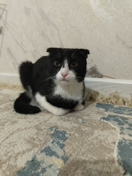 Акылды мысык сатылады