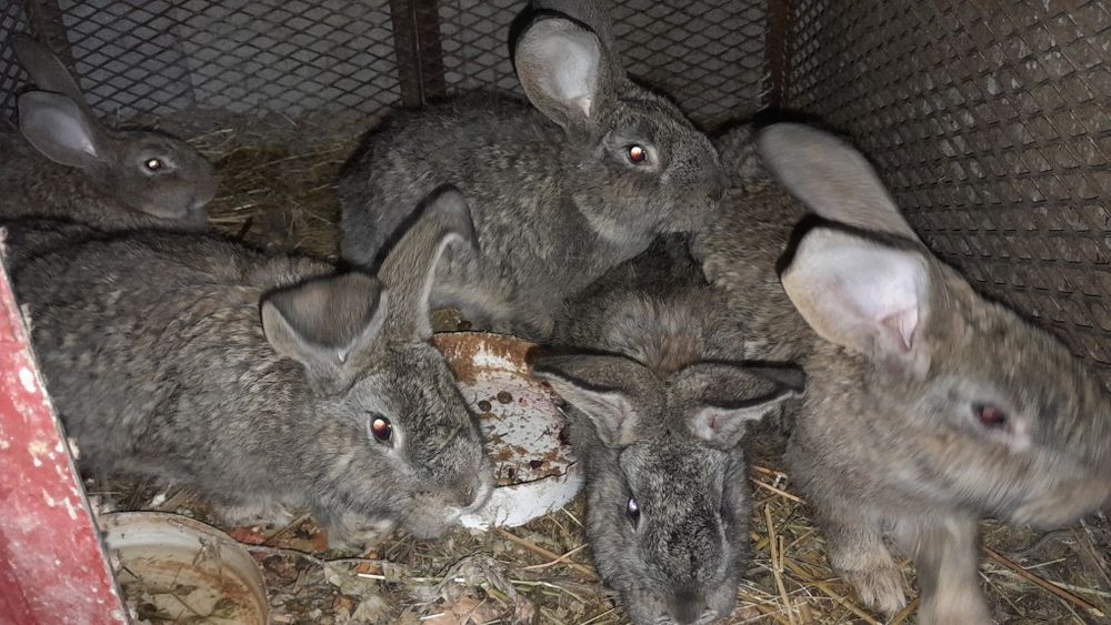 Продам кроликов 9 штук