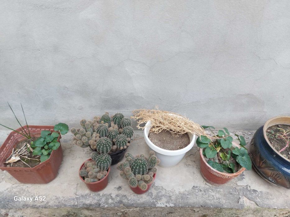 Продается комнатные цветы